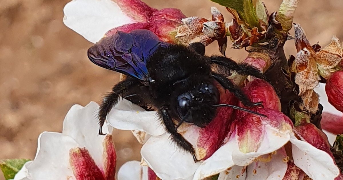 Gros plan sur une abeille charpentière au corps noir velu posée sur des fleurs d’arbre fruitier blanches et rose foncé, ses ailes repliées renvoyant des reflets bleu-violet métalliques, tête noire luisante aux gros yeux sombres et longues antennes coudées, plusieurs fleurs déjà fanées et brunies sur la droite, arrière-plan de terre ocre flou
