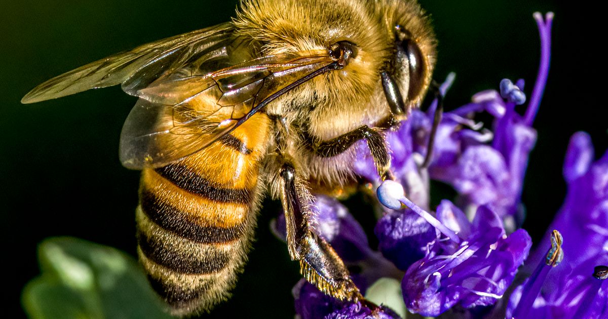 Abeille ou guêpe : les 6 différences pour ne plus les confondre