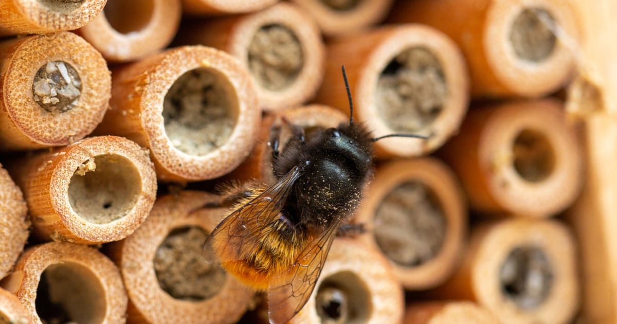Abeille sauvage solitaire au thorax noir velu et à l’abdomen roux vif, posée sur un hôtel à insectes formé de tiges creuses coupées en section, plusieurs loges déjà refermées par des cloisons de terre grise, ailes translucides repliées le long du corps, longues antennes noires dressées, gros plan macro en lumière chaude