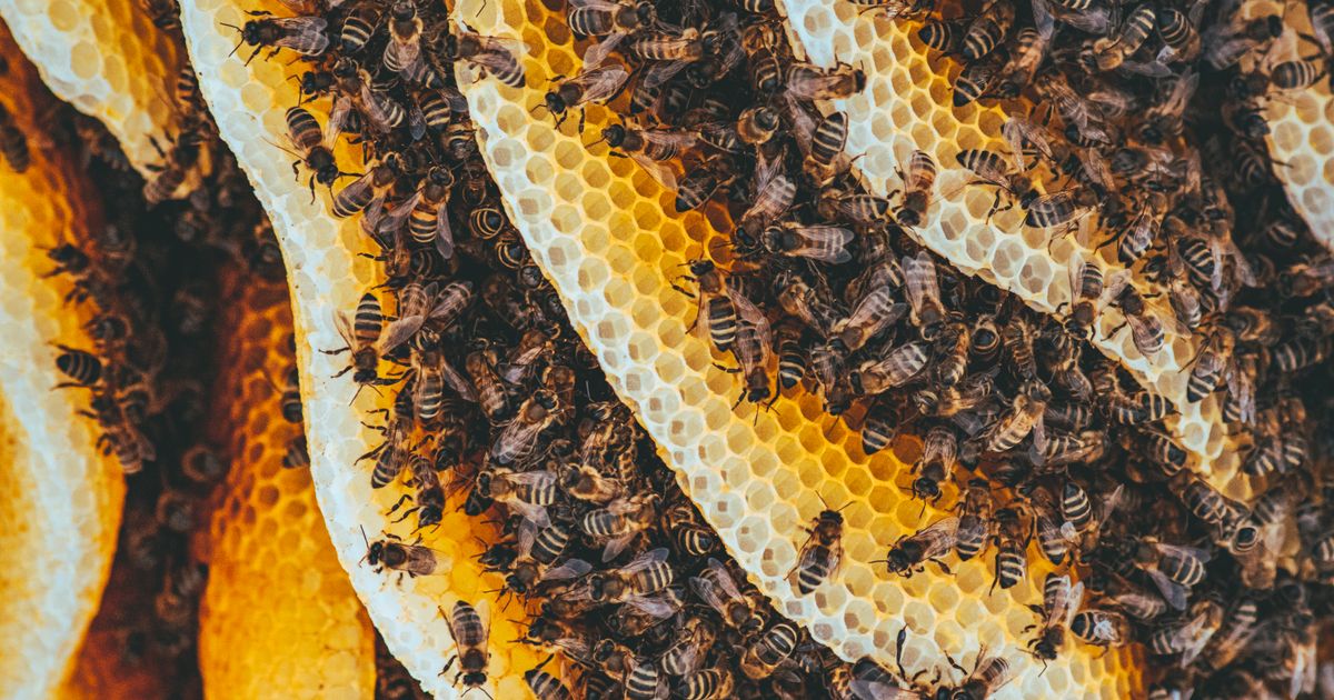 Comment les abeilles fabriquent le miel