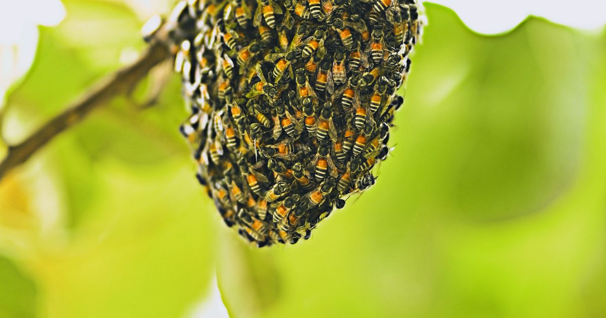 Essaim d’abeilles : que faire et qui appeler ?