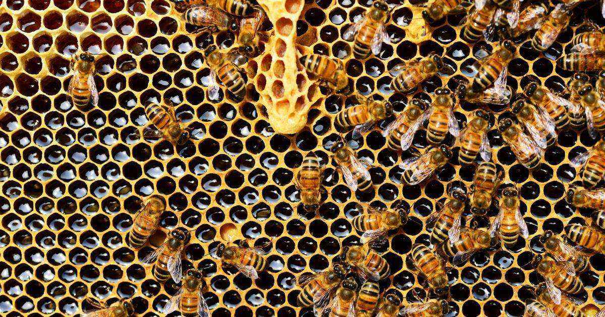 Gelée royale : vertus, cure et posologie pour l’apiculteur amateur
