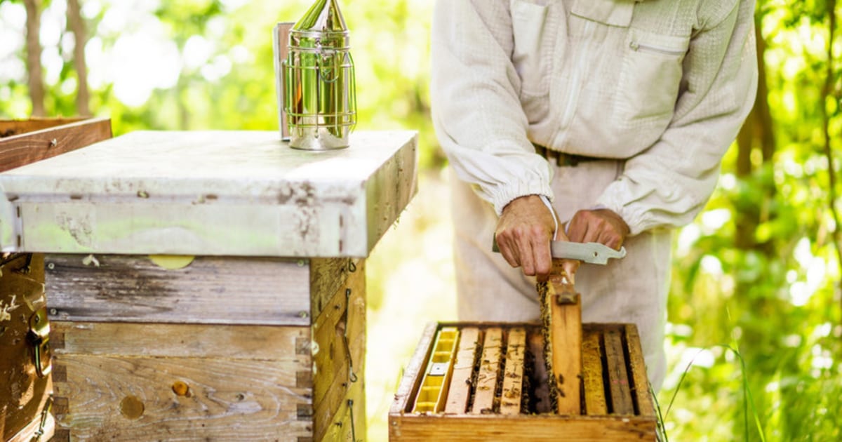 Enfumoir en inox, lève-cadres et brosse à abeilles posés côte à côte sur un plan de travail clair, à côté d’un cadre de ruche vide