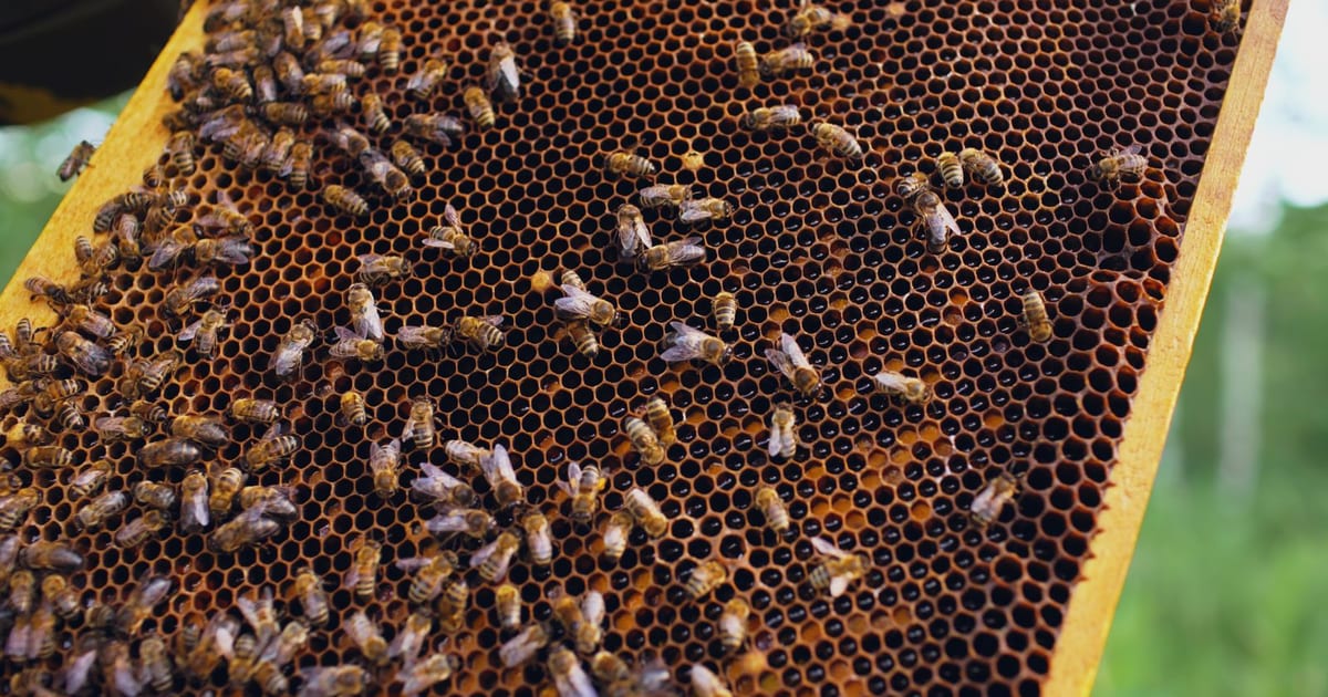Cadre de ruche couvert d’abeilles ouvrières et d’alvéoles de miel, tenu en plein air dans un rucher