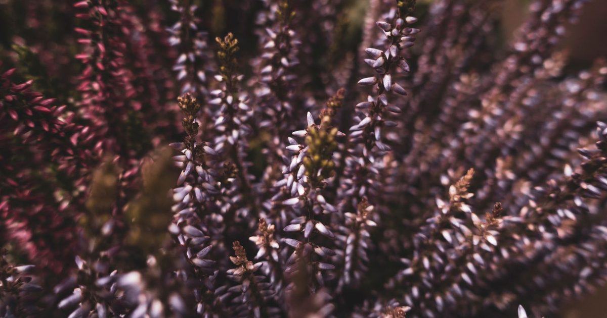 Callune en fleur en gros plan, épis dressés couverts de petites fleurs mauves et roses serrées le long des tiges