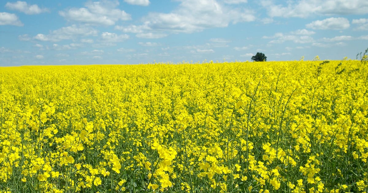 Champ de colza en pleine floraison sous un ciel bleu parsemé de nuages blancs, grappes de petites fleurs jaunes à quatre pétales portées par des tiges dressées, un arbre isolé au loin sur la ligne d’horizon