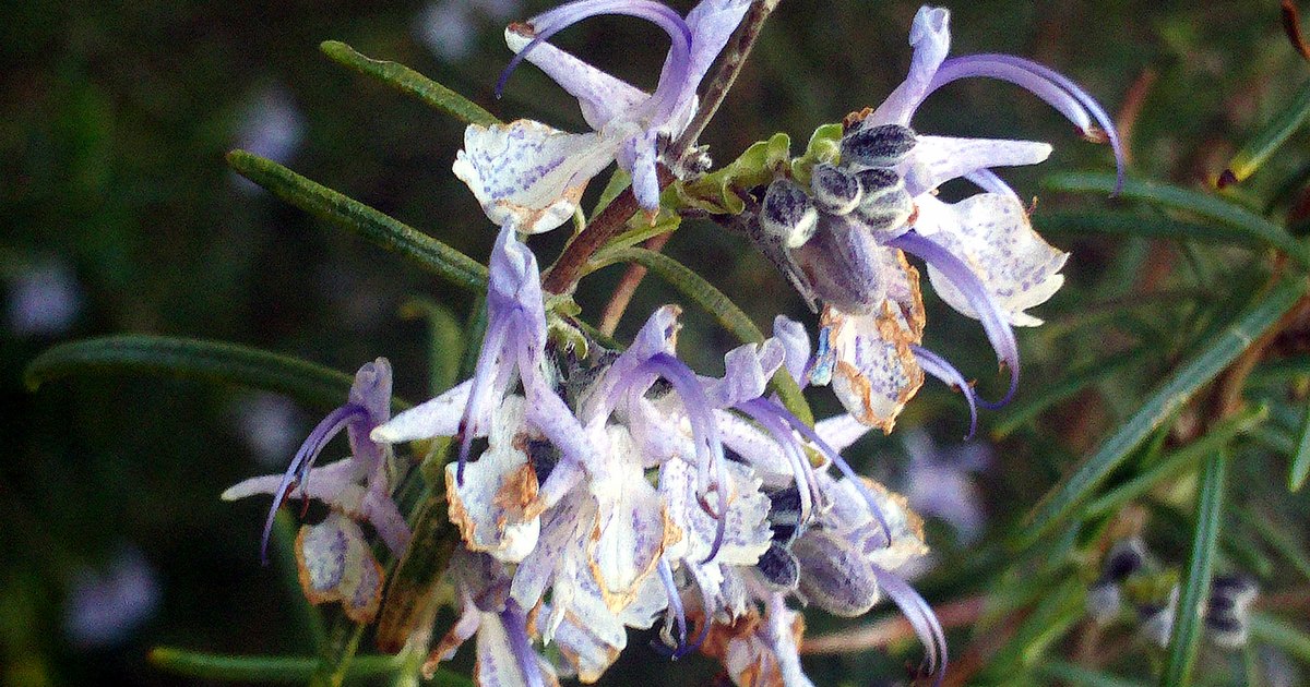 Gros plan sur une branche de romarin en fleur, corolles bleu lilas à deux lèvres portant de longues étamines recourbées, plusieurs fleurs déjà fanées aux bords brunis, feuilles étroites en aiguilles vert foncé, arrière-plan de végétation sombre et floue