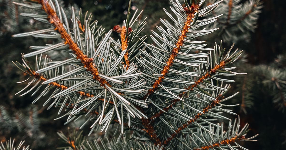 Miel de sapin (miellat) : un miel foncé à part