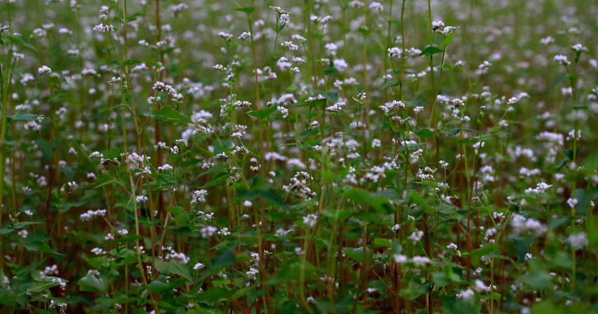 Miel de sarrasin : le miel le plus typé, bienfaits et usages