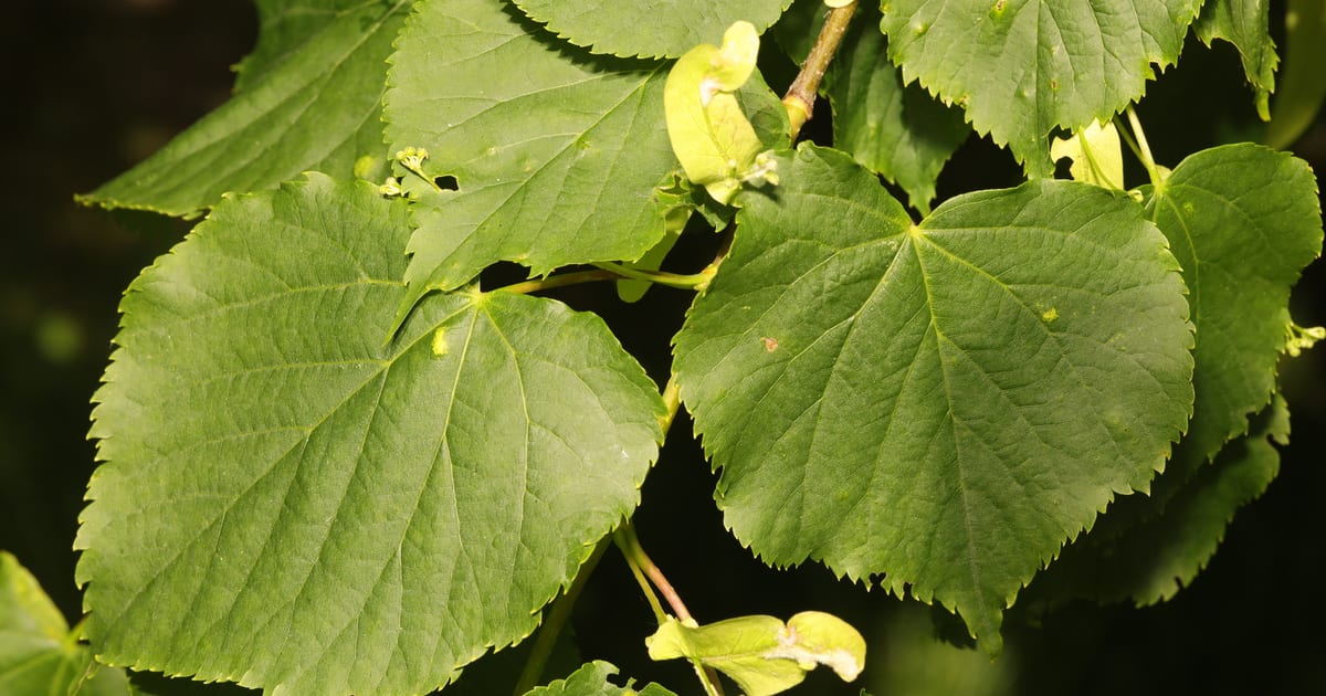 Feuillage de tilleul commun au soleil, feuilles en forme de cœur aux bords dentés et bractées allongées vert pâle portant de jeunes inflorescences en boutons