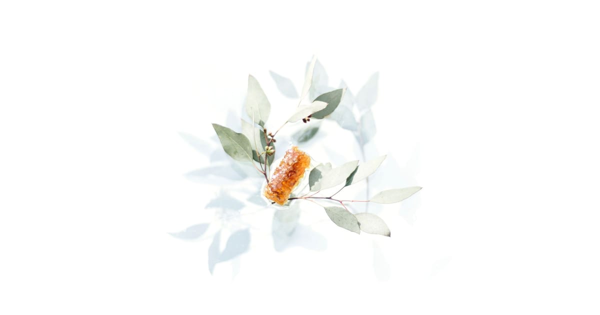 Rameau d’eucalyptus aux feuilles gris-vert posé à plat sur fond blanc, avec un morceau de rayon de miel ambré au centre