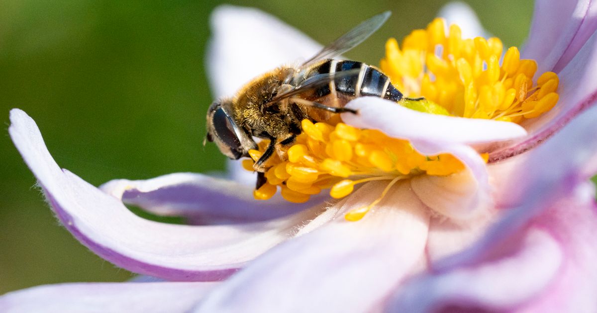Le nectar et la miellée : comprendre la source du miel