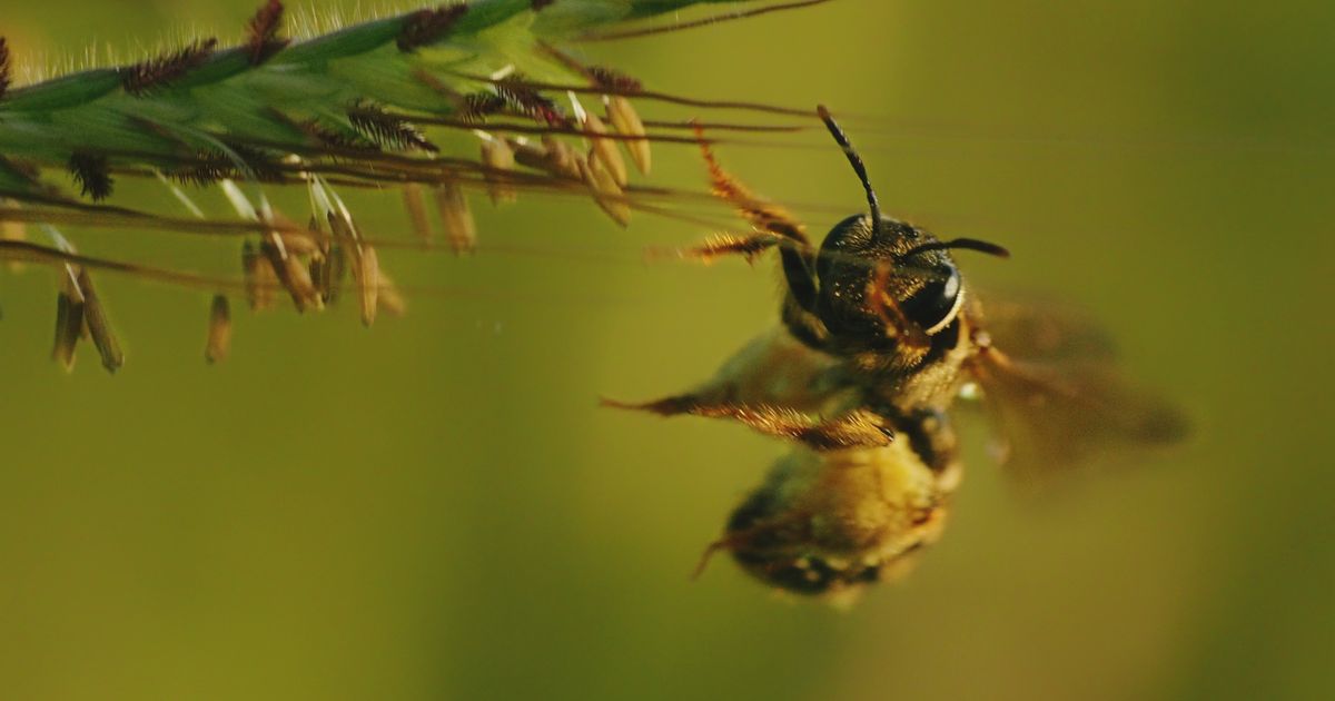 Venin d’abeille : apithérapie, allergie et que faire en cas de piqûre